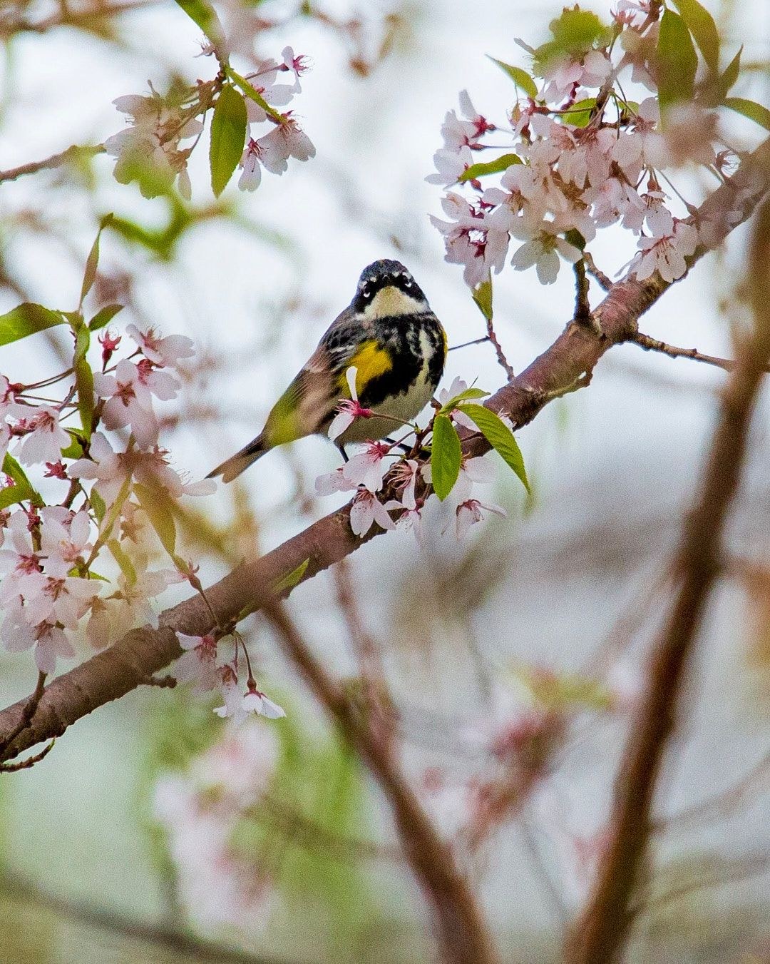 Wildlife, photograph 132