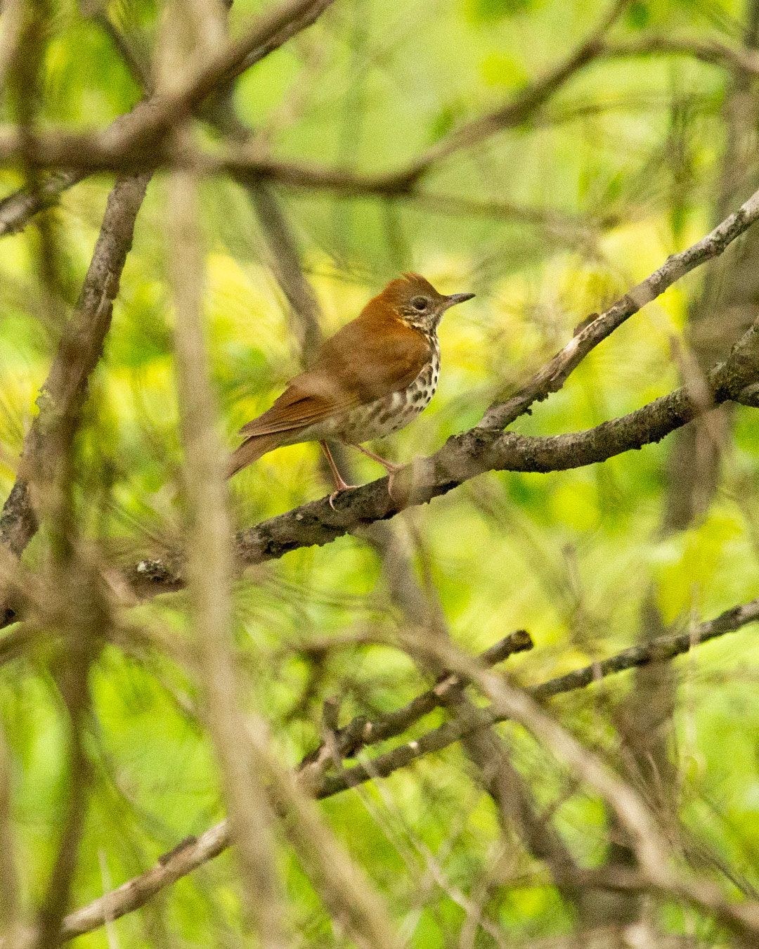 Wildlife, photograph 168