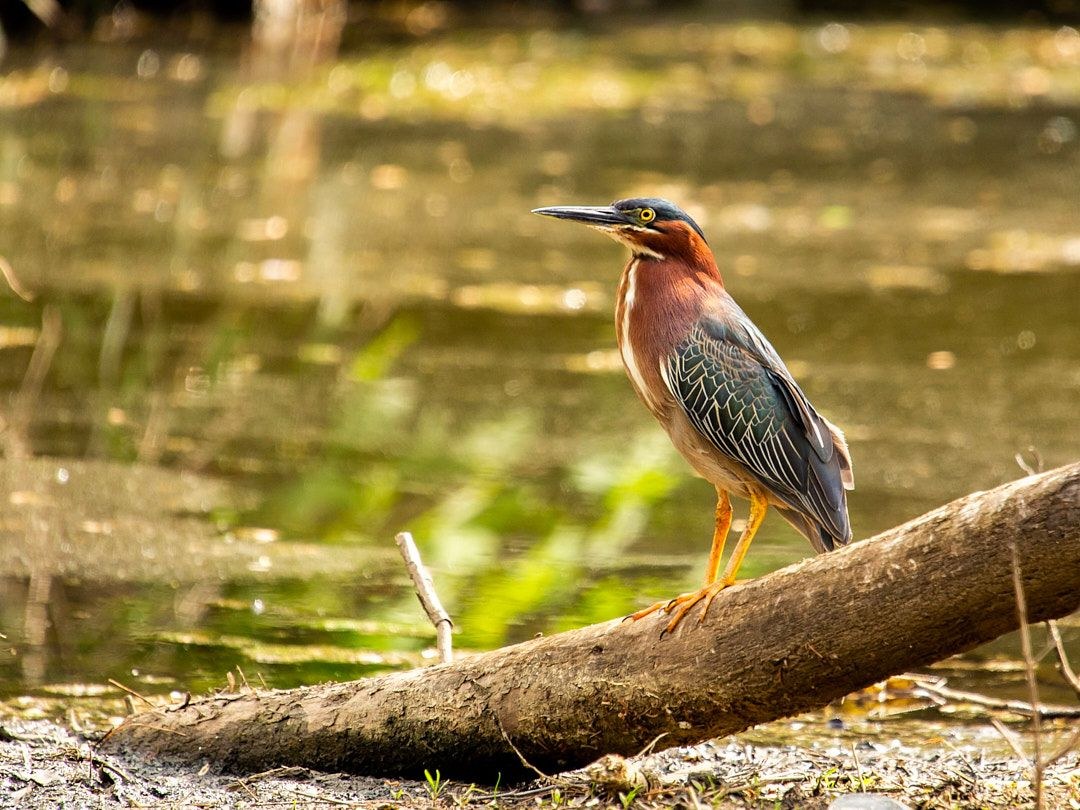 Wildlife, photograph 172