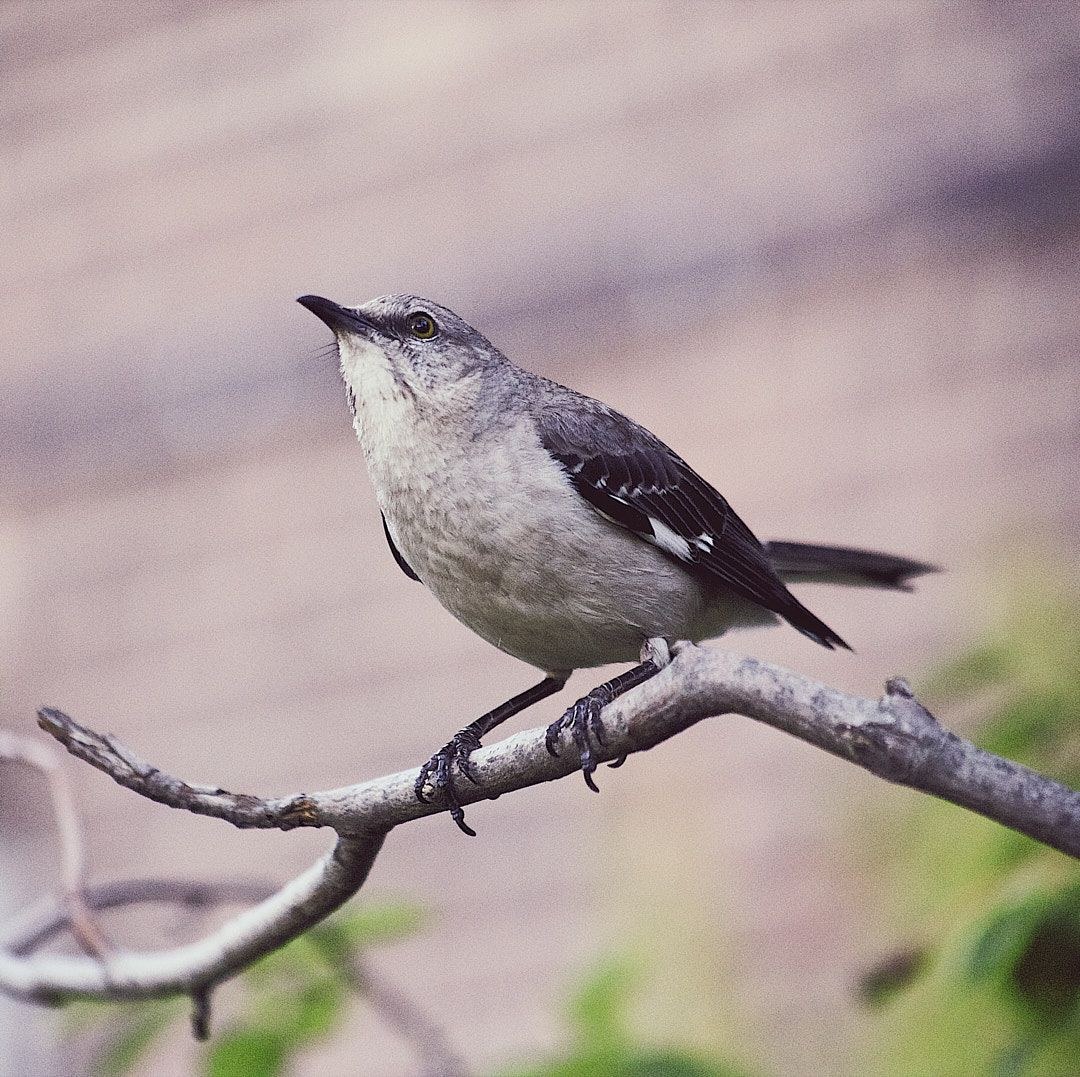 Wildlife, photograph 45