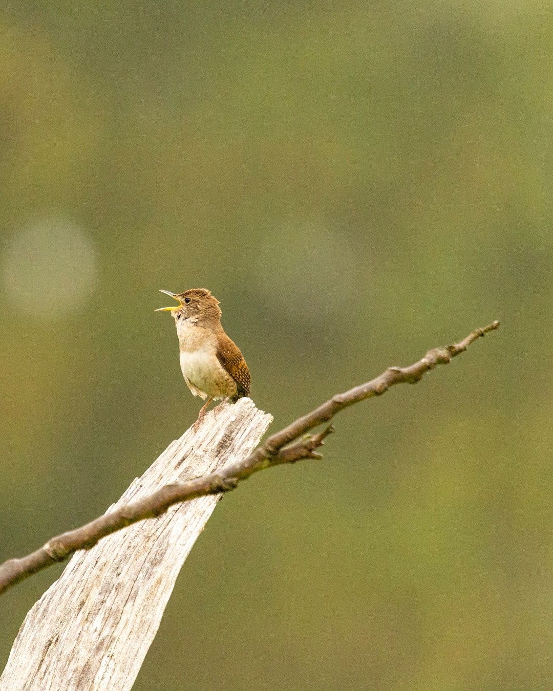Wildlife, photograph 157