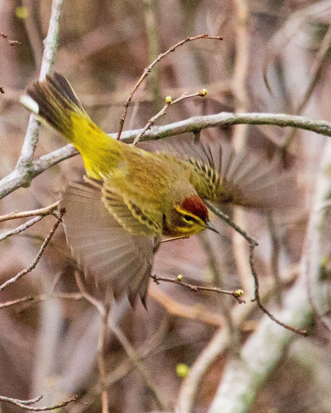 Wildlife, photograph 133