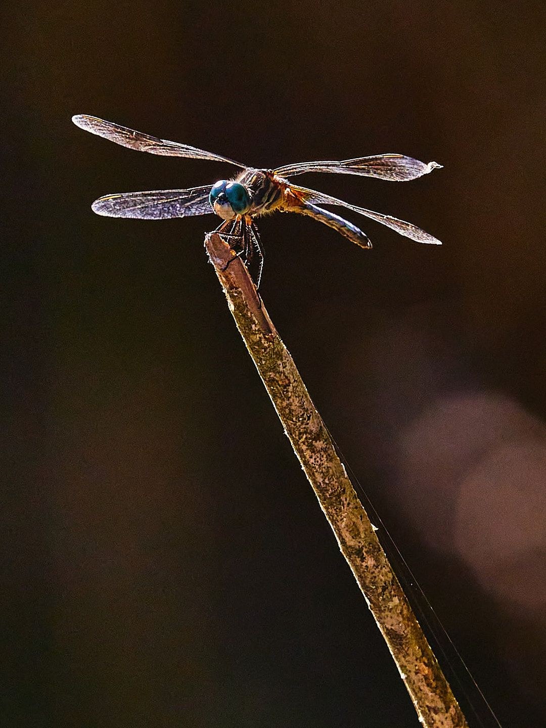 Wildlife, photograph 210