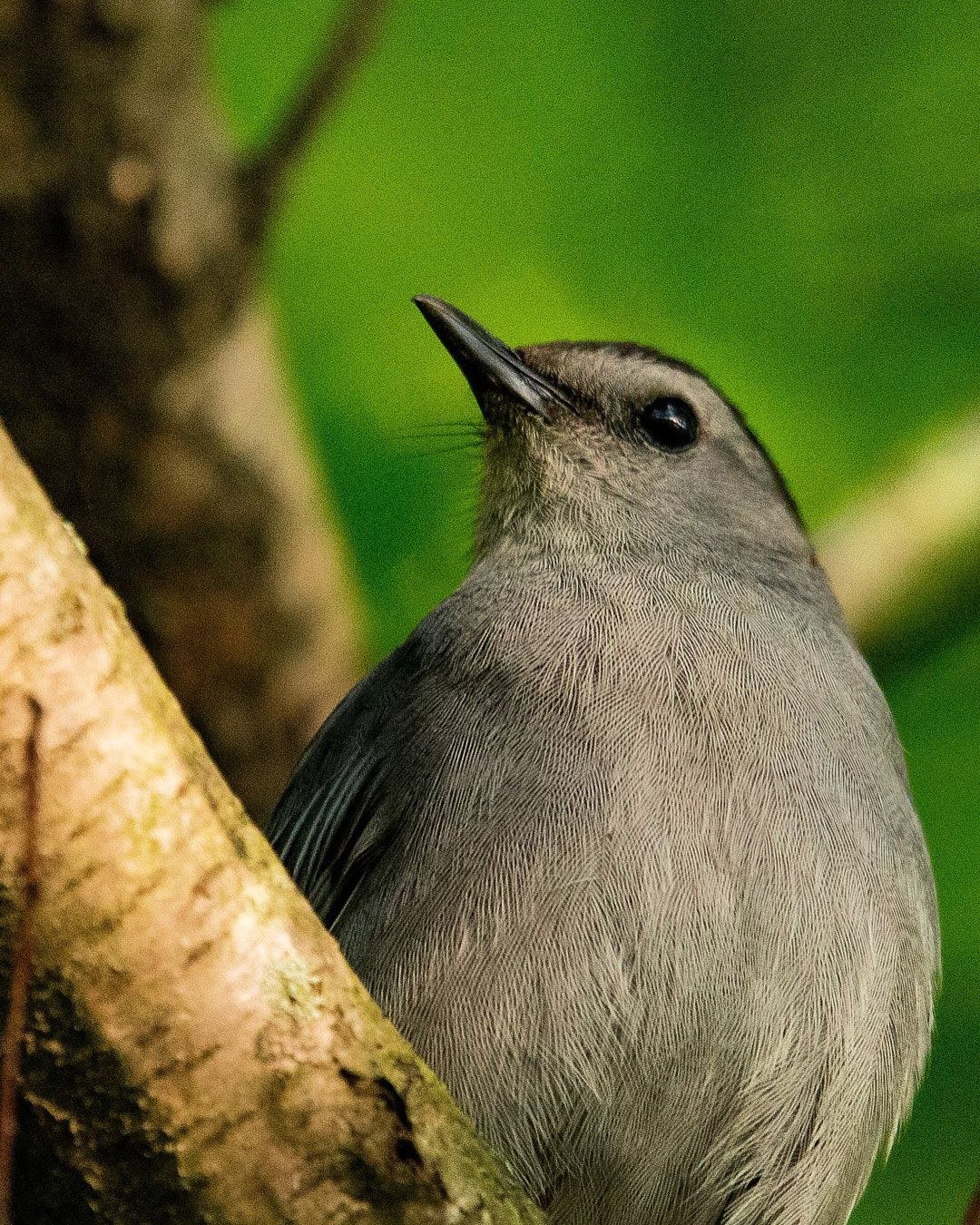 Wildlife, photograph 177