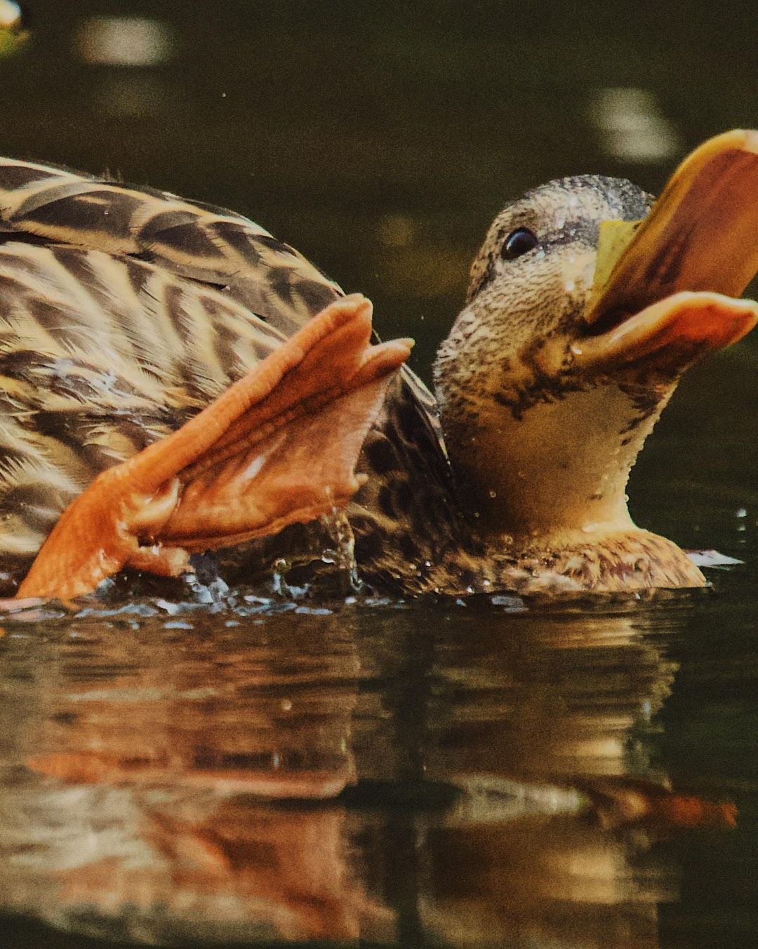 Wildlife, photograph 97