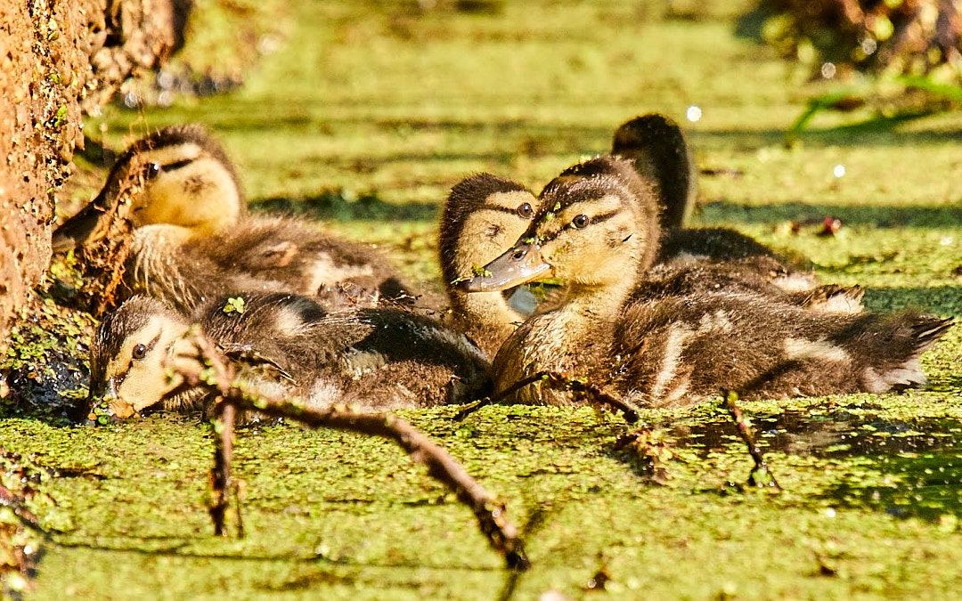 Wildlife, photograph 208