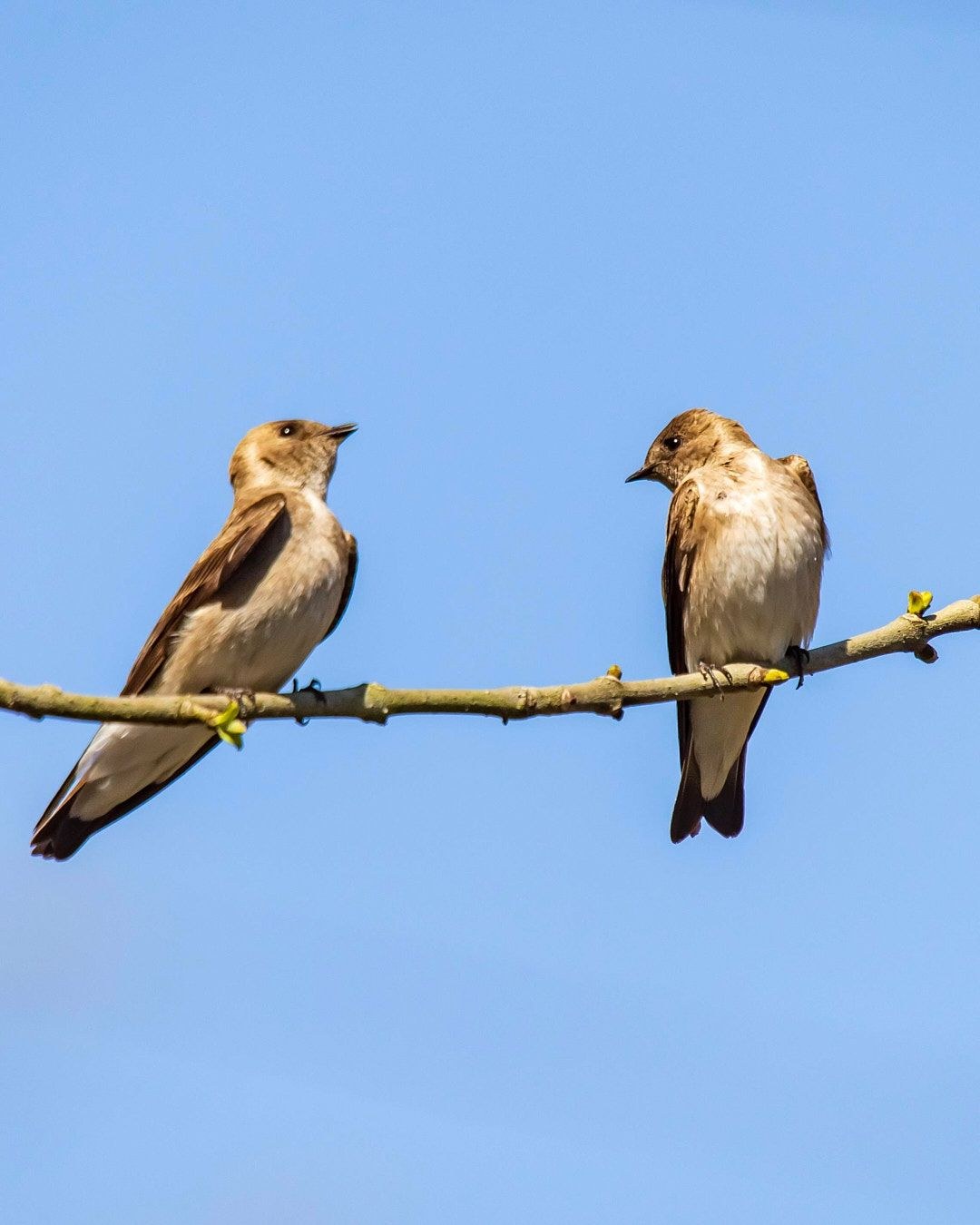 Wildlife, photograph 127