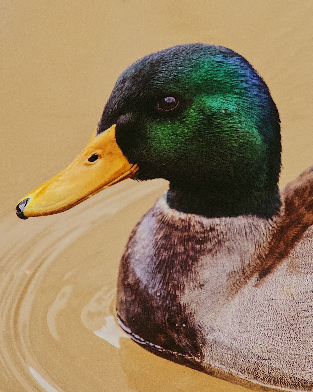 Wildlife, photograph 106