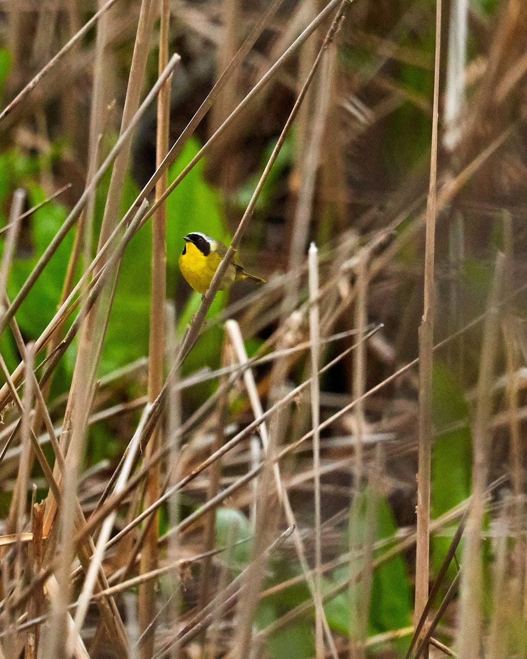 Wildlife, photograph 34