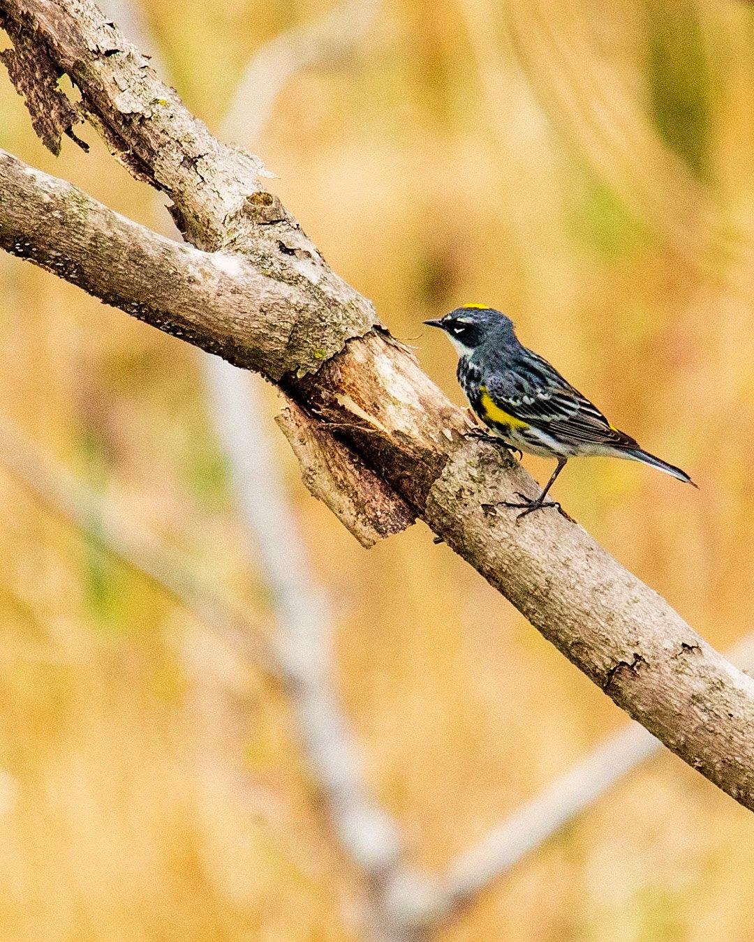 Wildlife, photograph 148