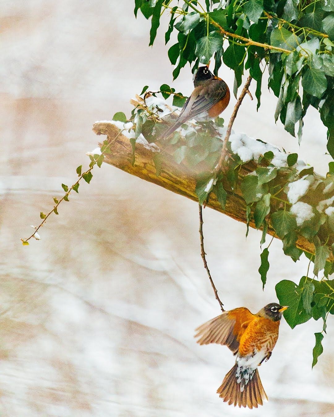 Wildlife, photograph 110