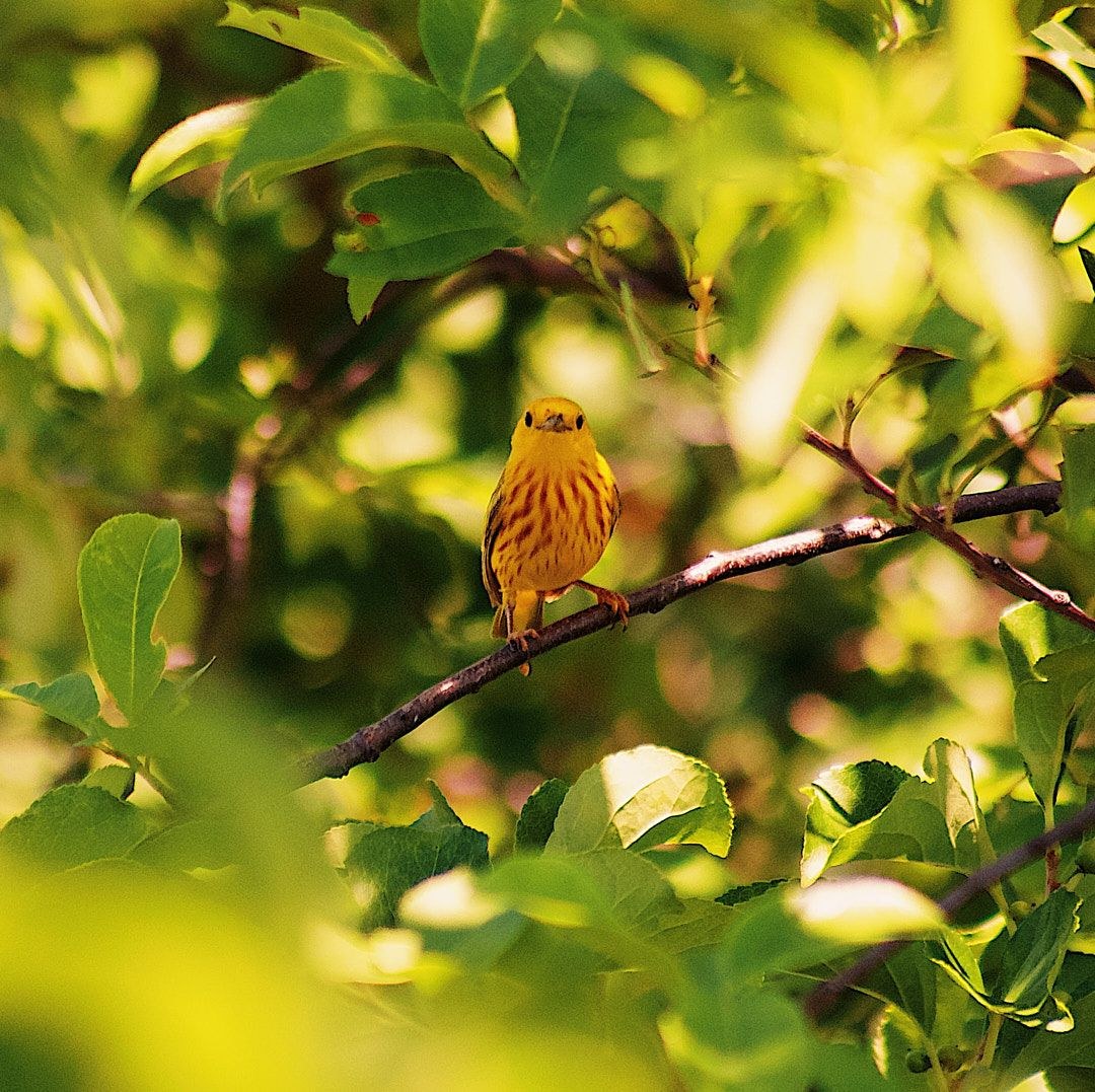 Wildlife, photograph 46