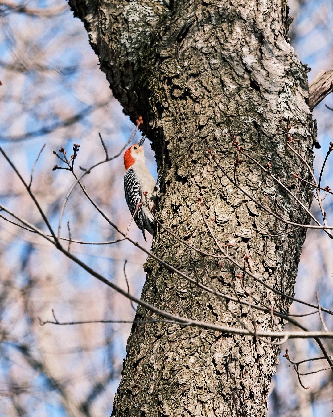 Wildlife, photograph 214