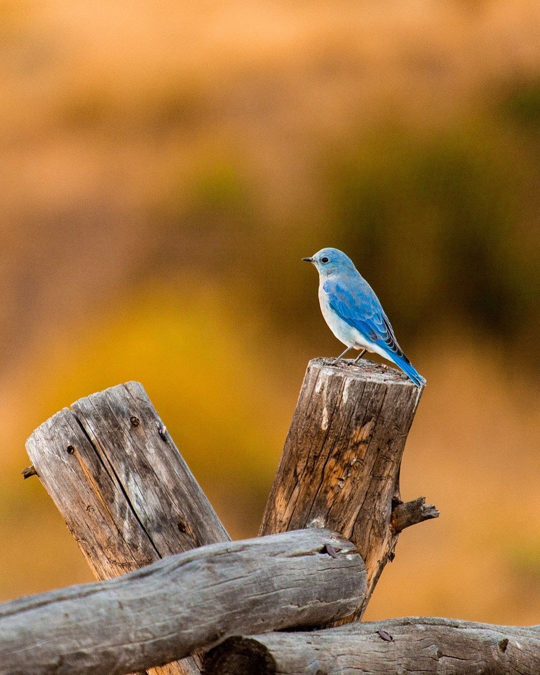 Wildlife, photograph 94