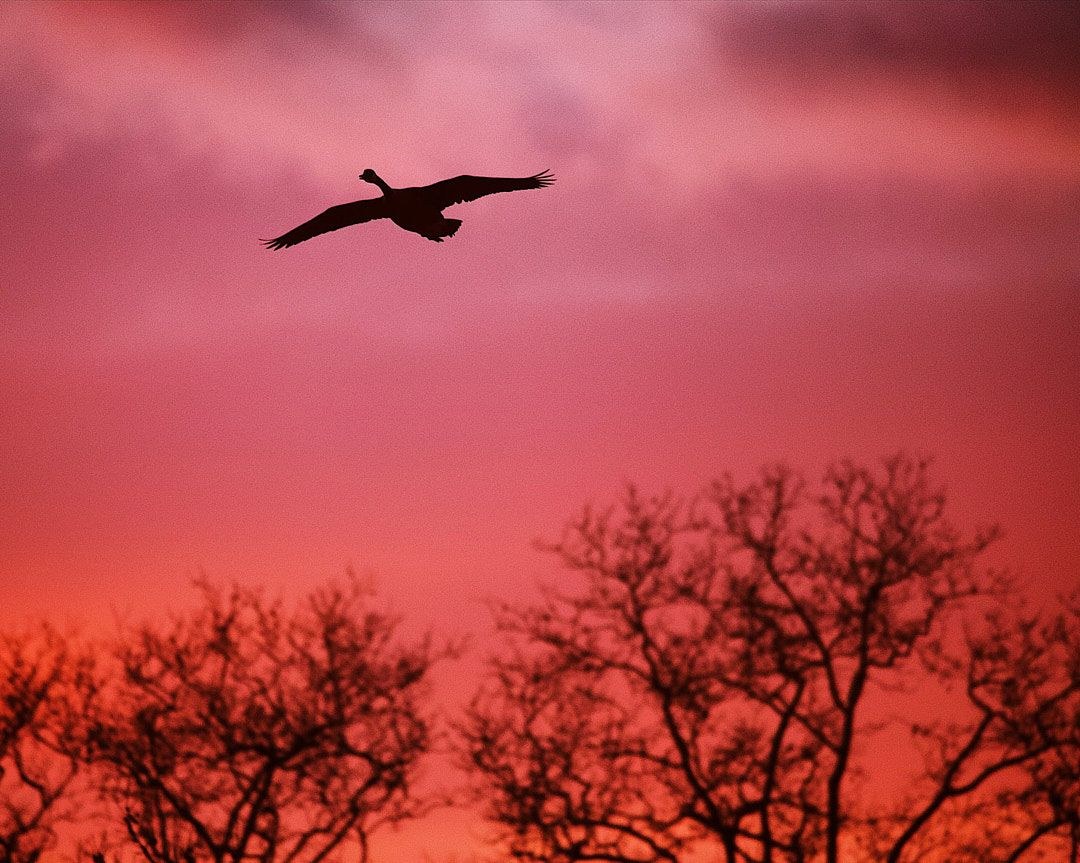 Wildlife, photograph 65