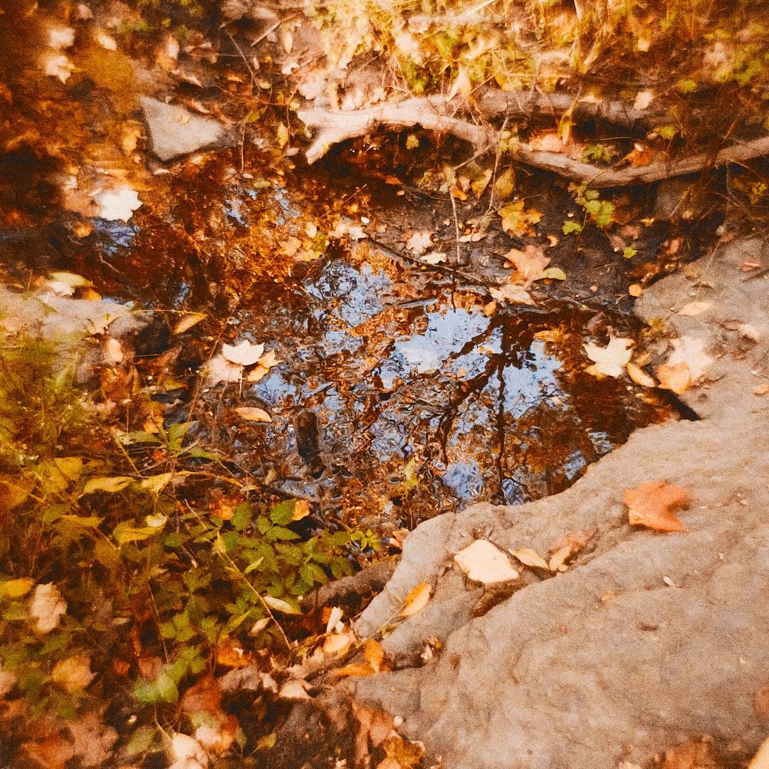 Schenley Park Walk, photograph 7
