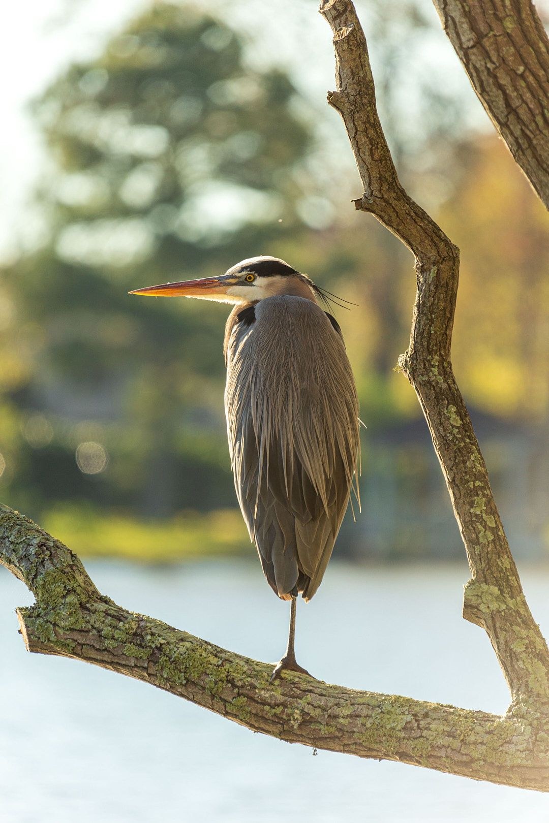 Wildlife, photograph 189