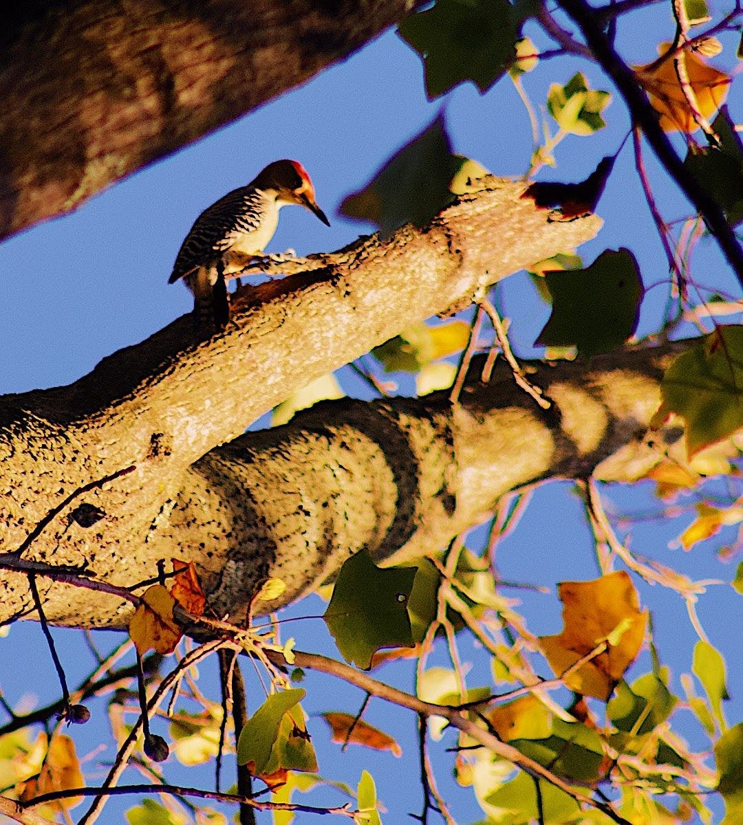 Wildlife, photograph 49