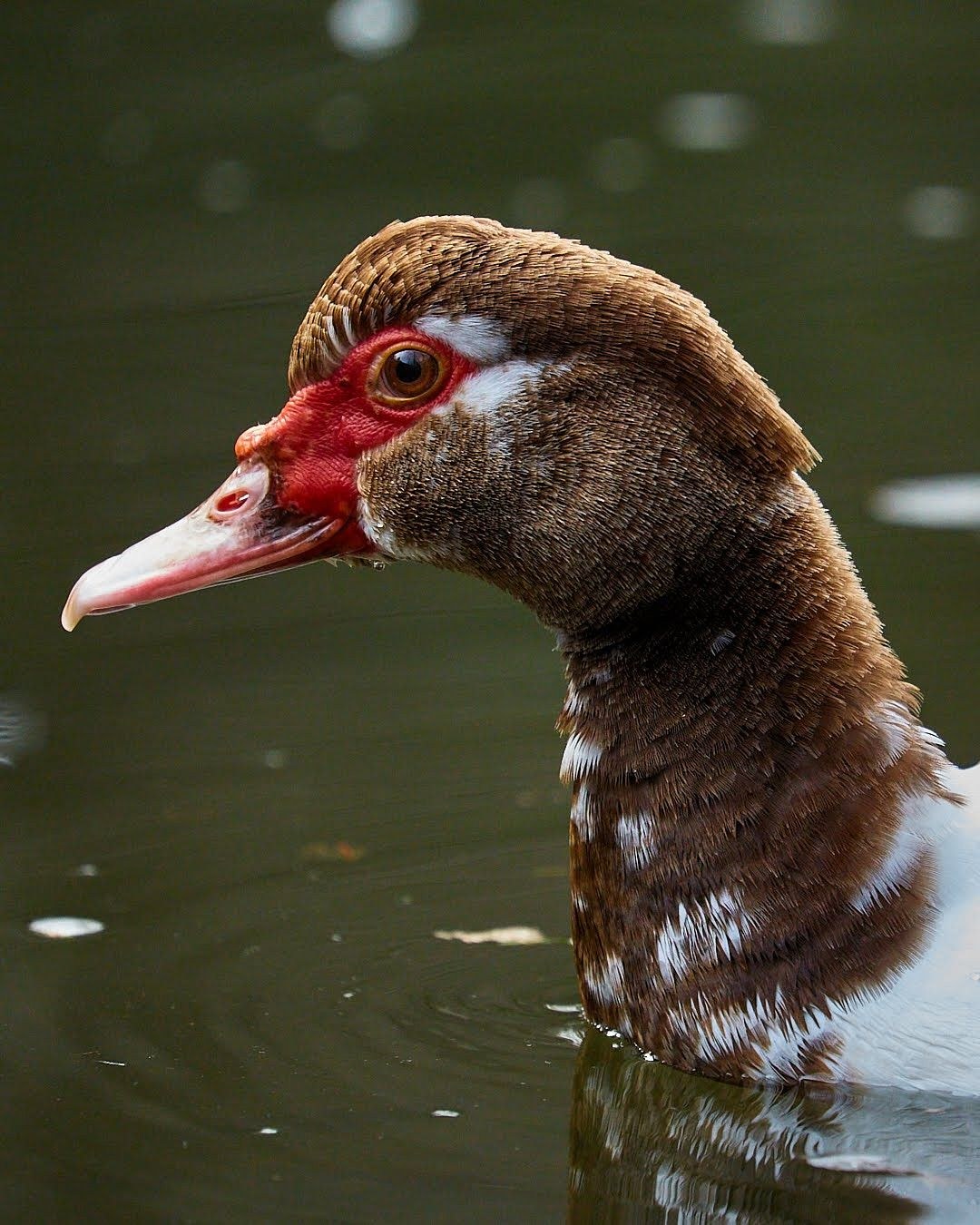 Wildlife, photograph 123