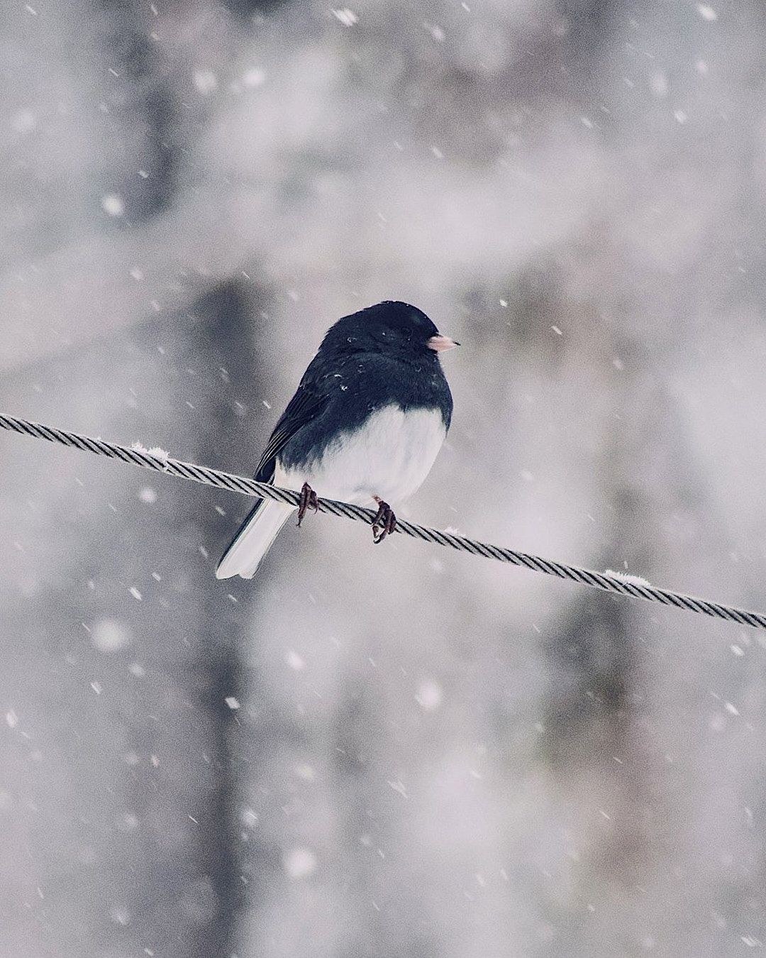 Wildlife, photograph 54