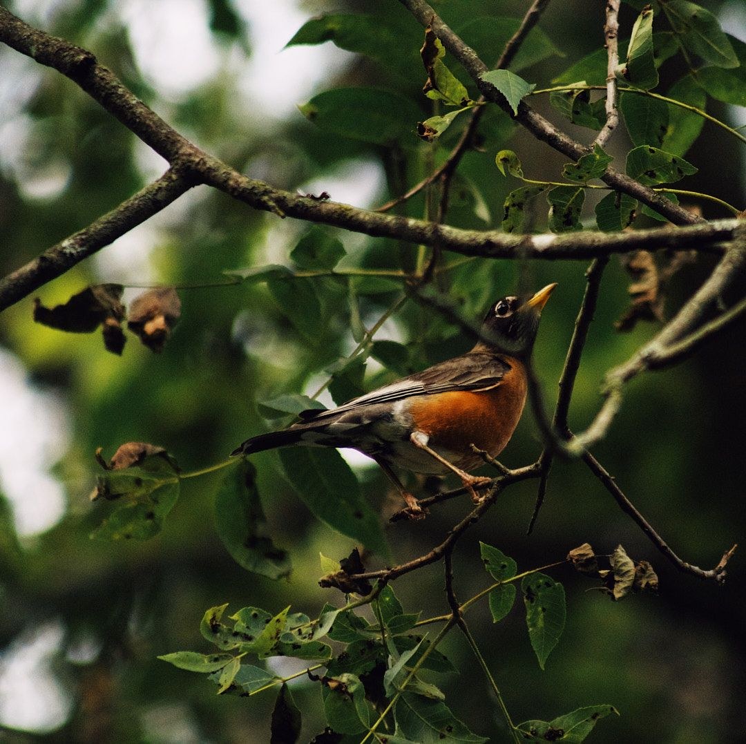 Wildlife, photograph 44