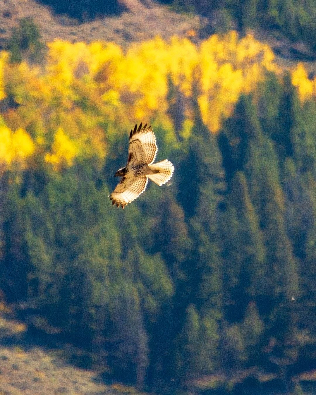 Wildlife, photograph 96