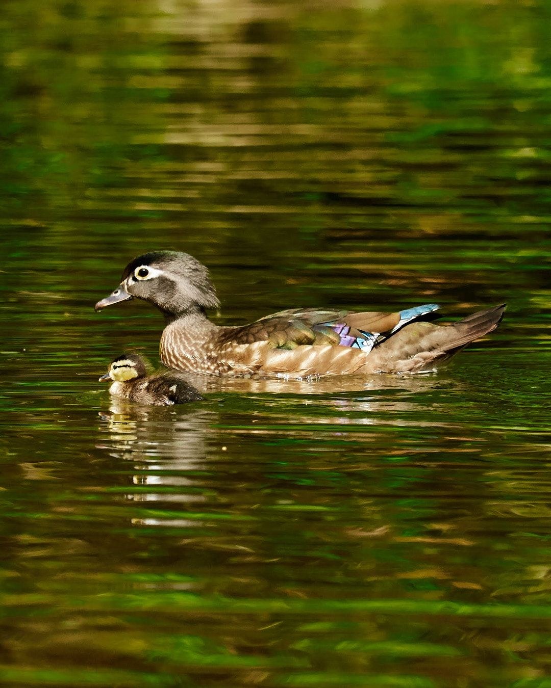 Wildlife, photograph 28