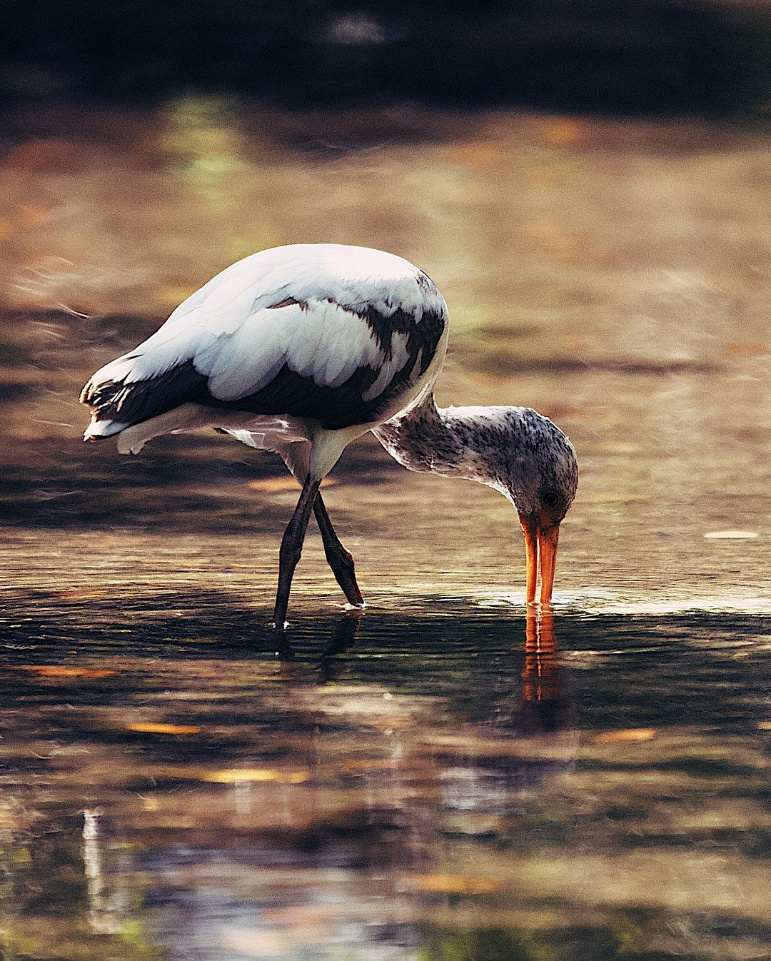 Wildlife, photograph 61