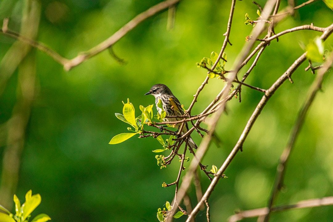 Wildlife, photograph 203