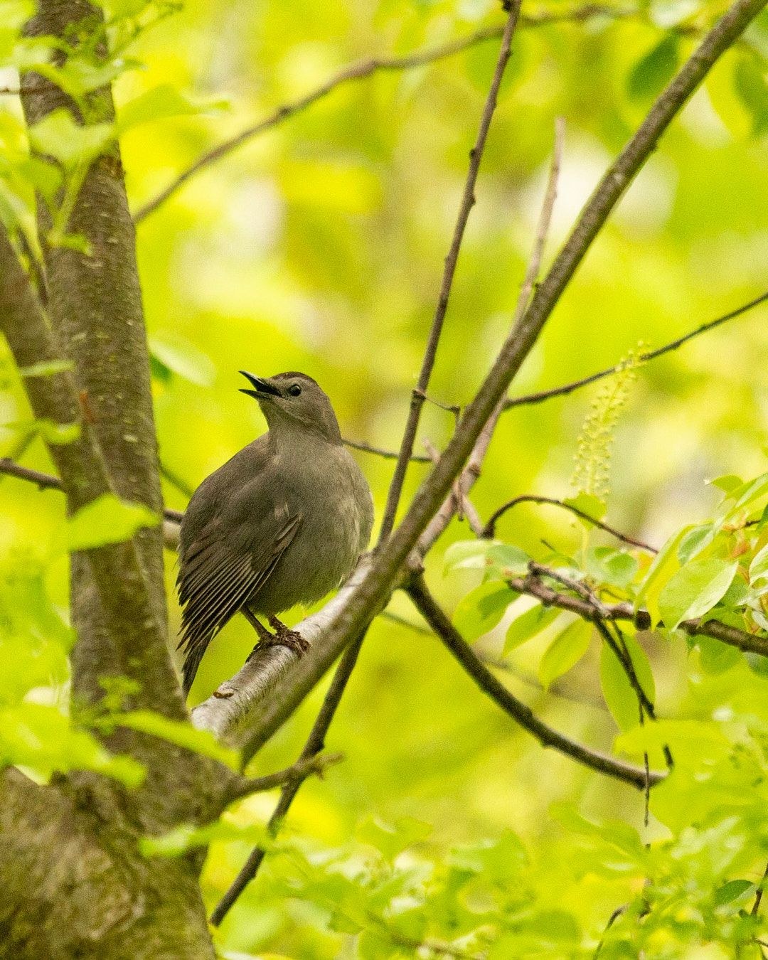 Wildlife, photograph 164