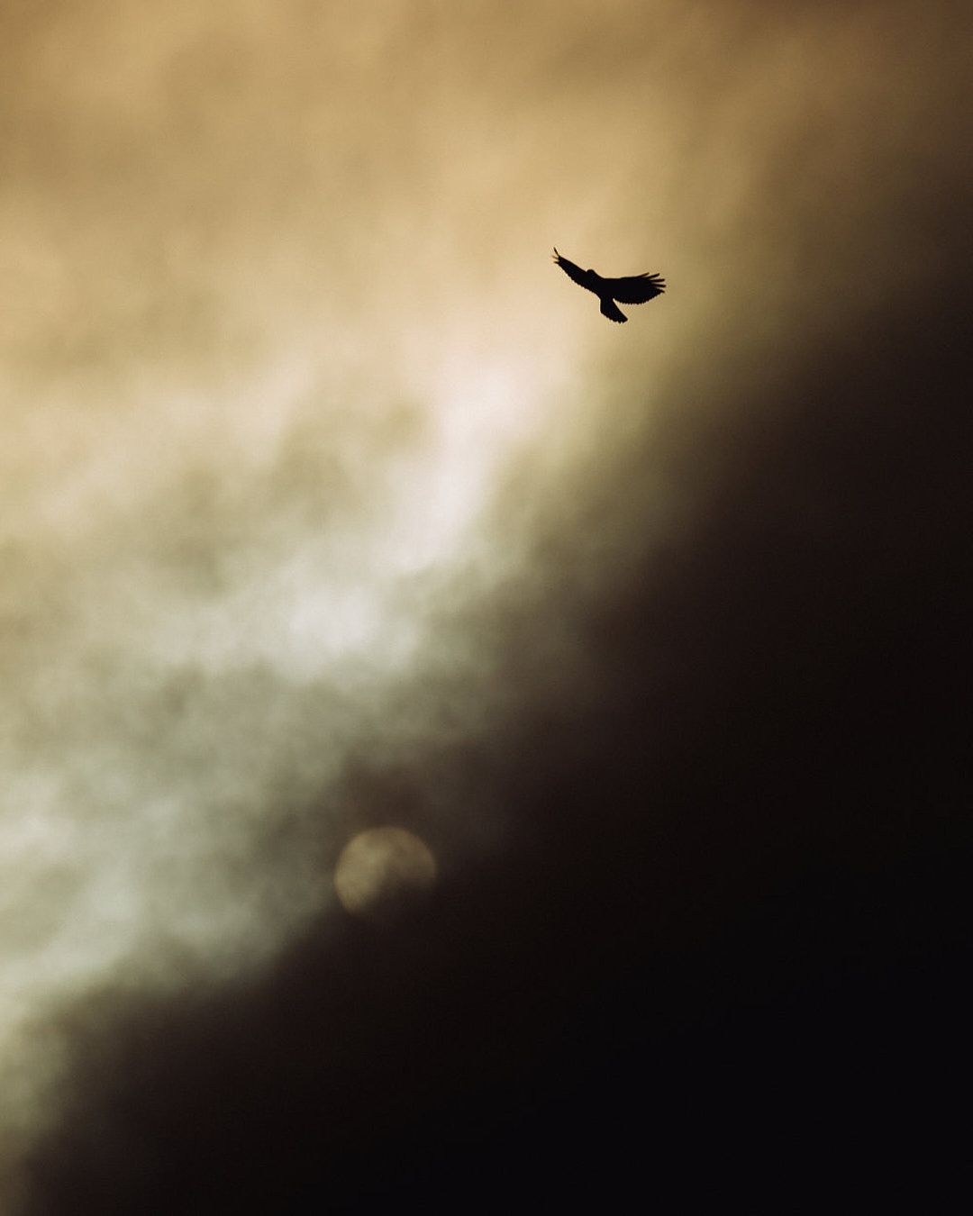 Wildlife, photograph 38