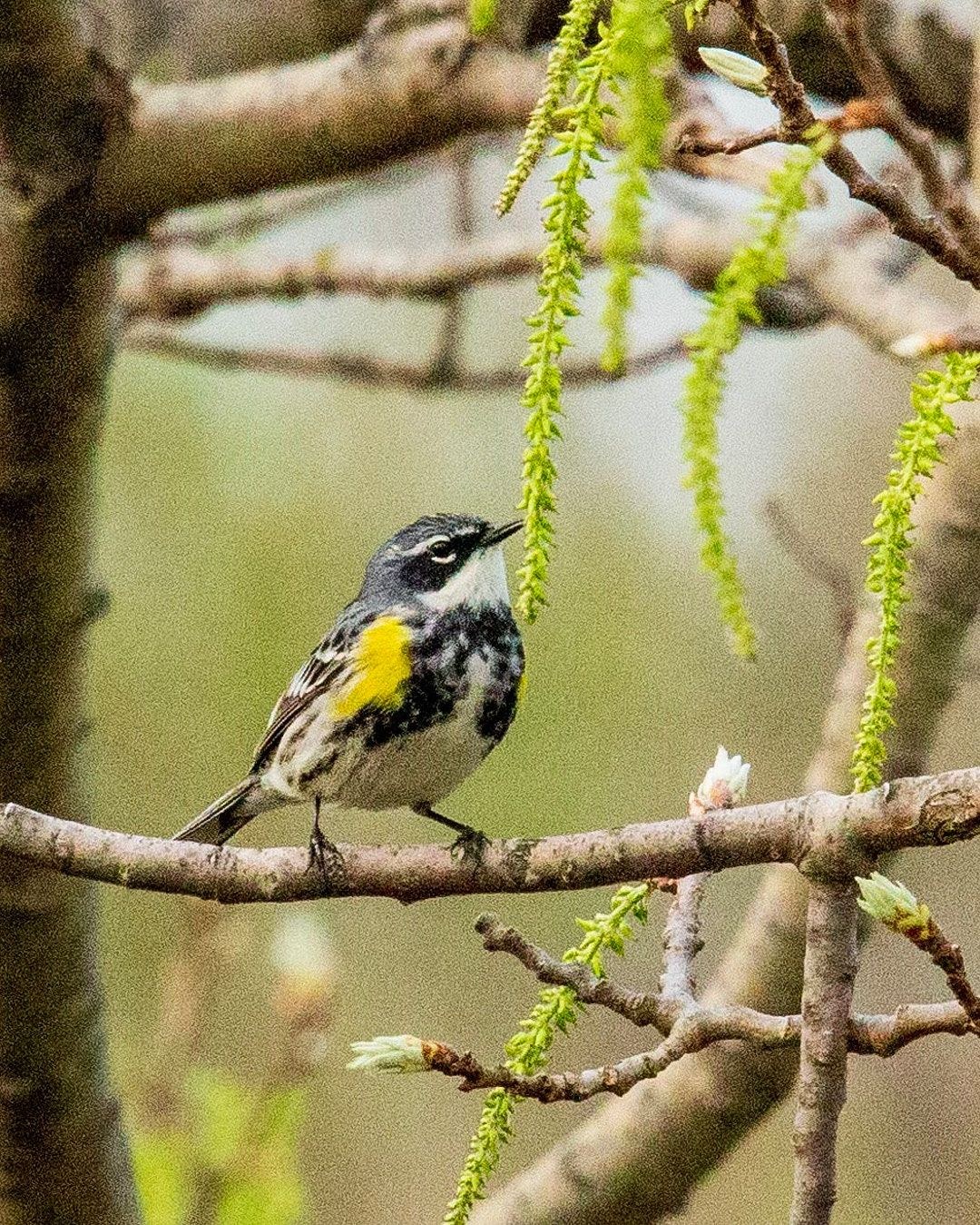 Wildlife, photograph 131
