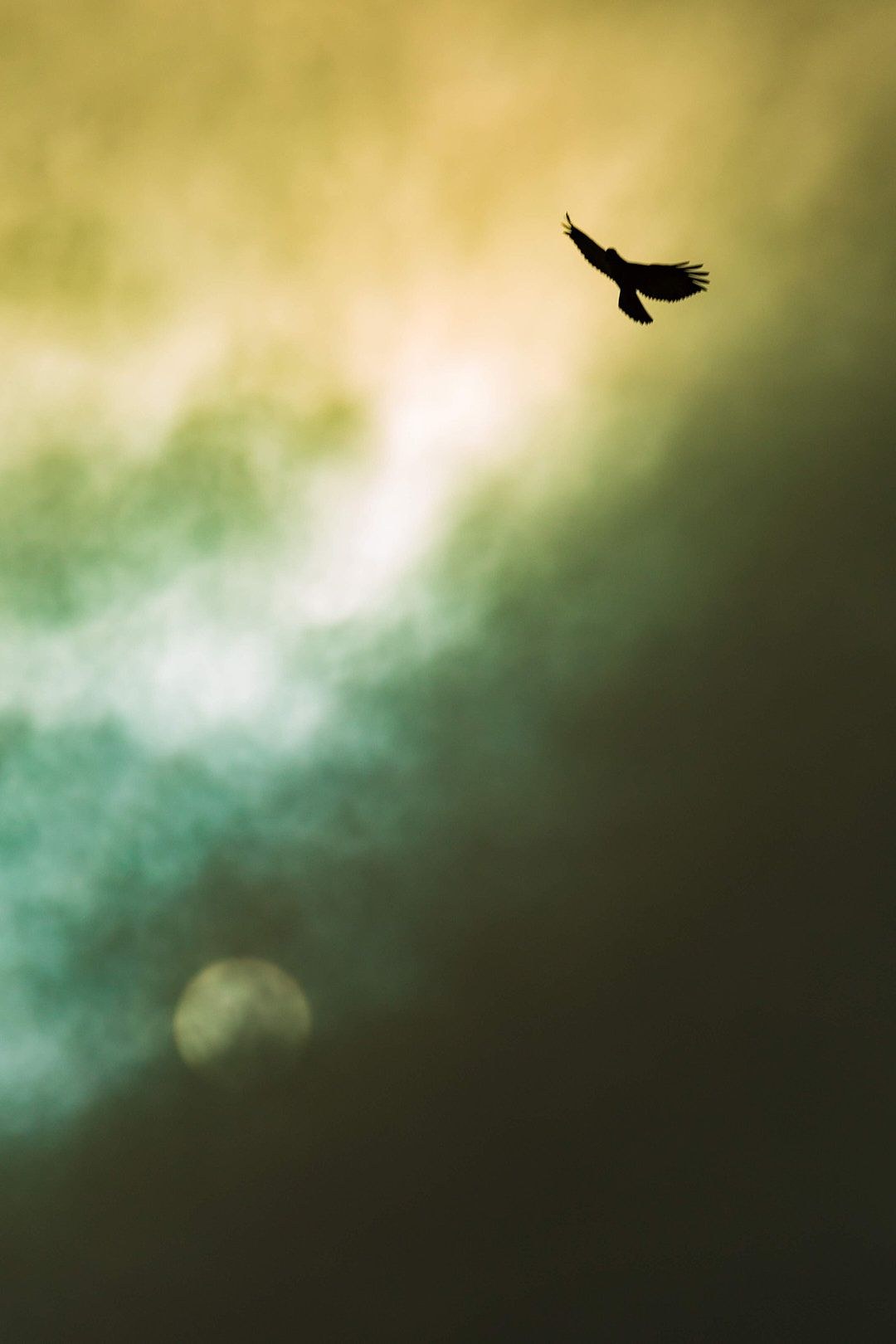 Wildlife, photograph 10