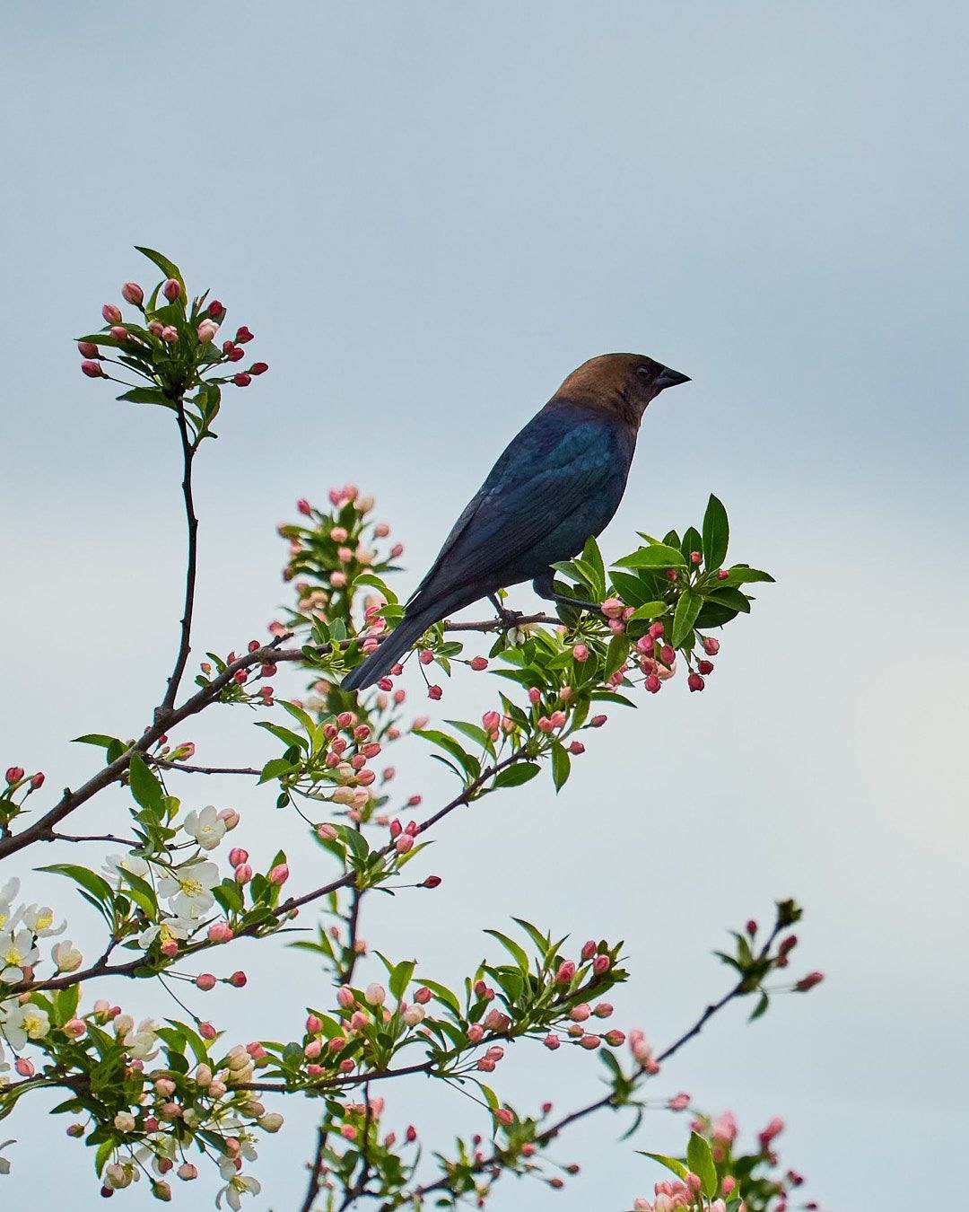 Wildlife, photograph 24