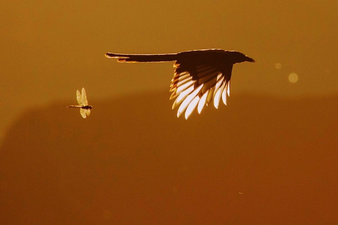 Wildlife, photograph 93