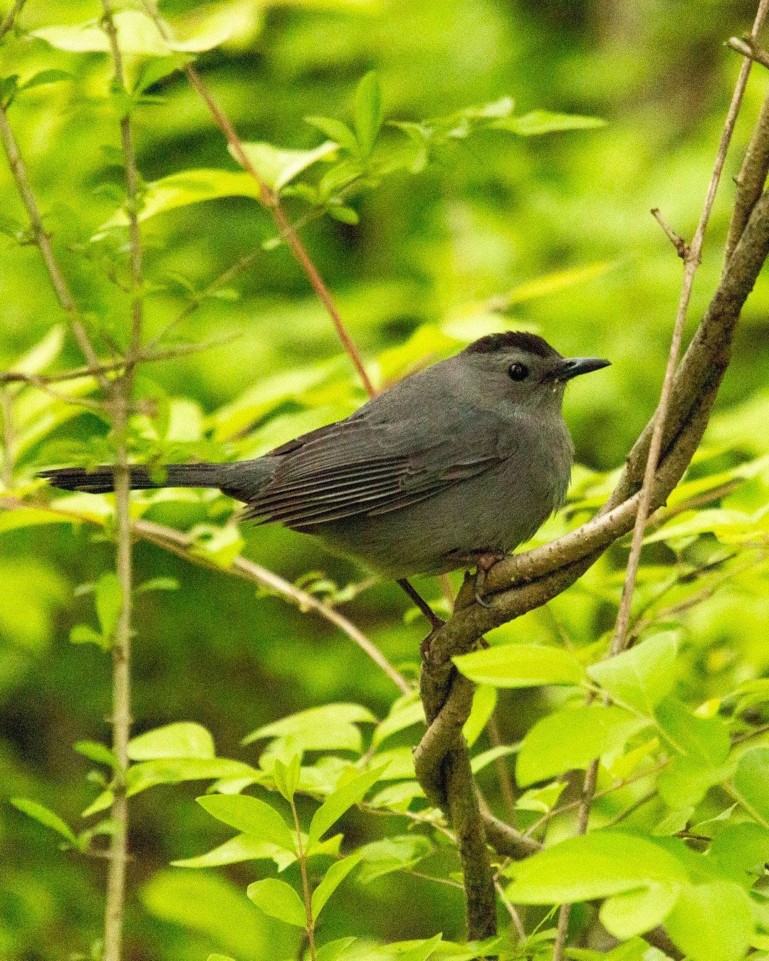 Wildlife, photograph 152