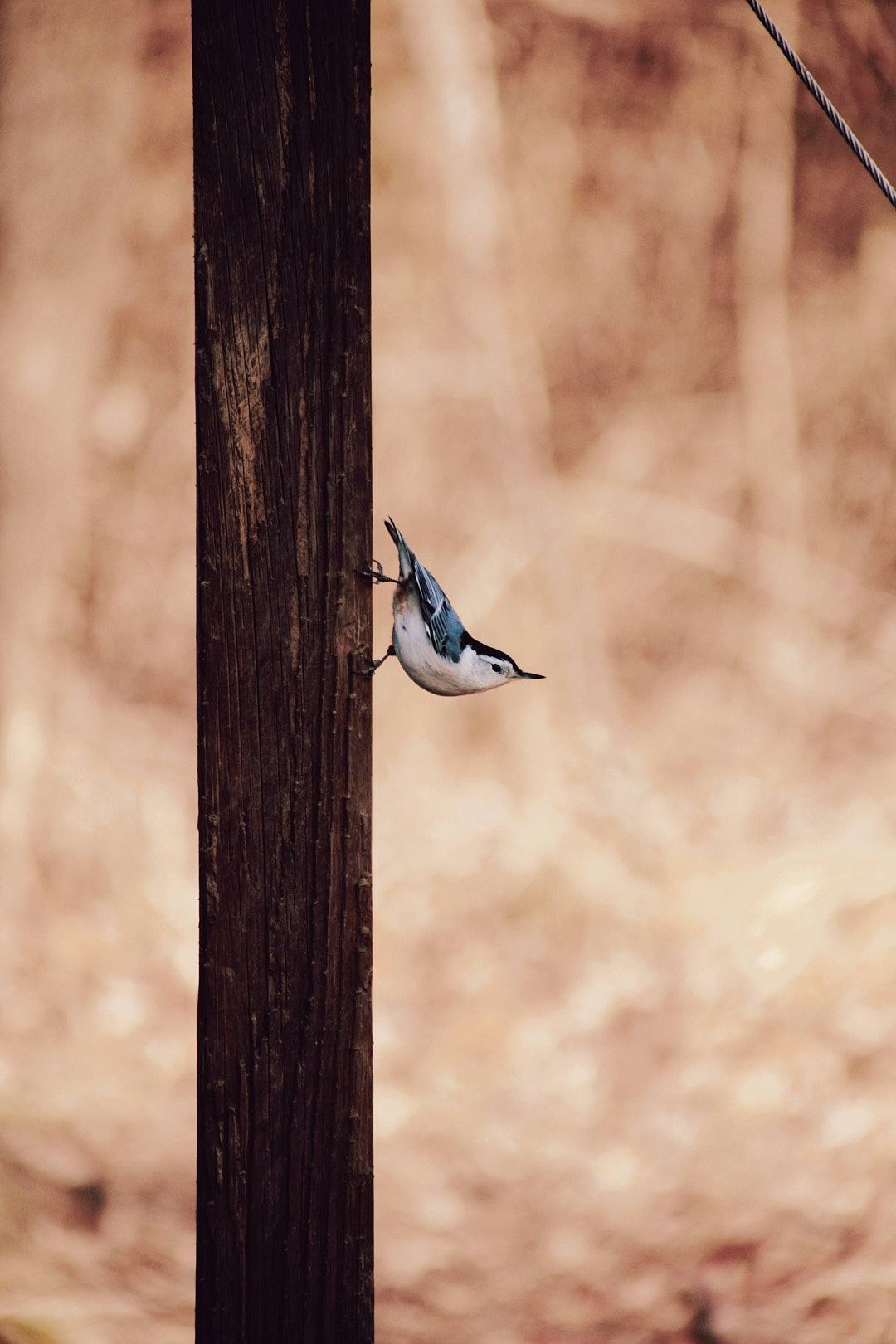 Wildlife, photograph 58