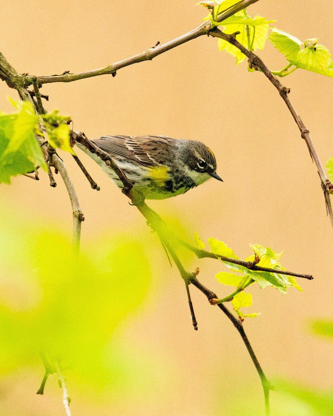 Wildlife, photograph 166