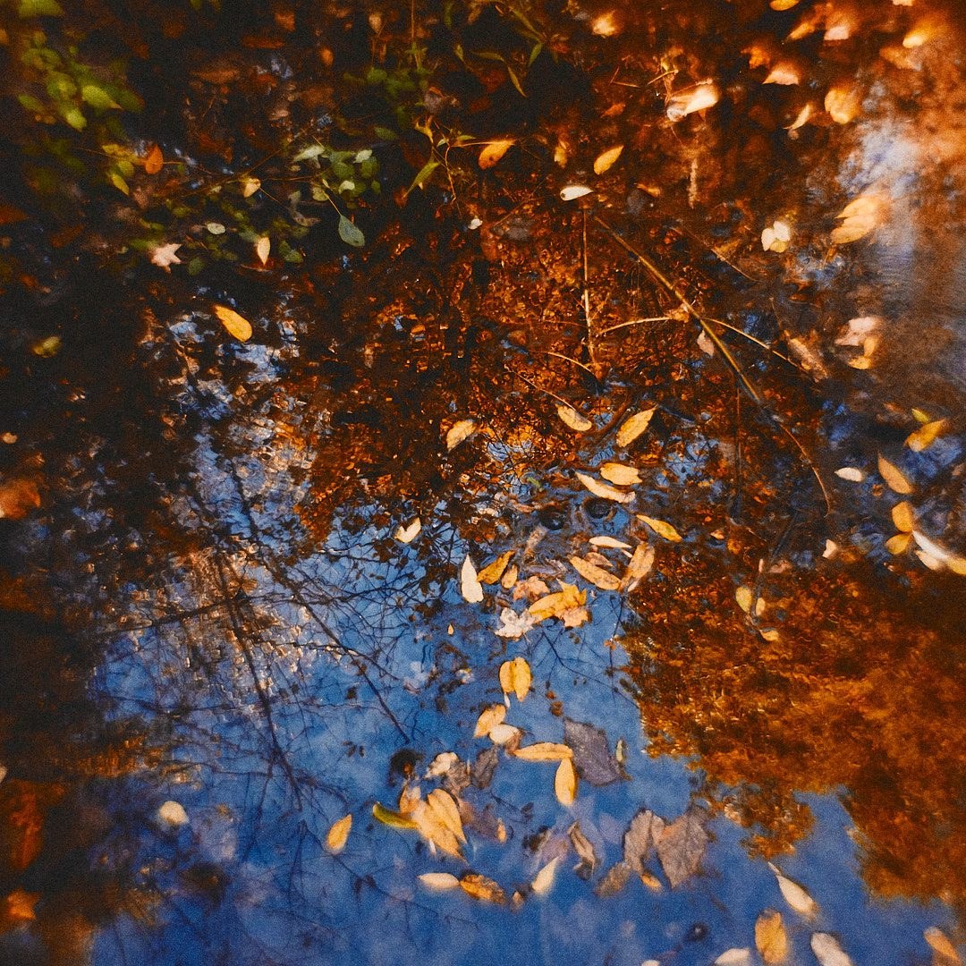 Schenley Park Walk, photograph 4