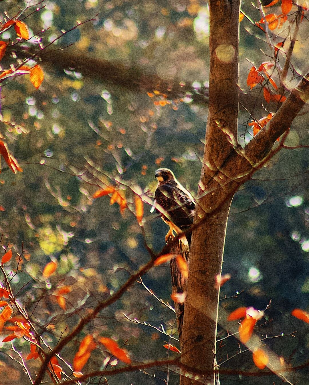 Wildlife, photograph 52