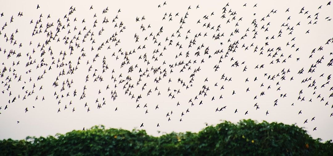 Wildlife, photograph 48