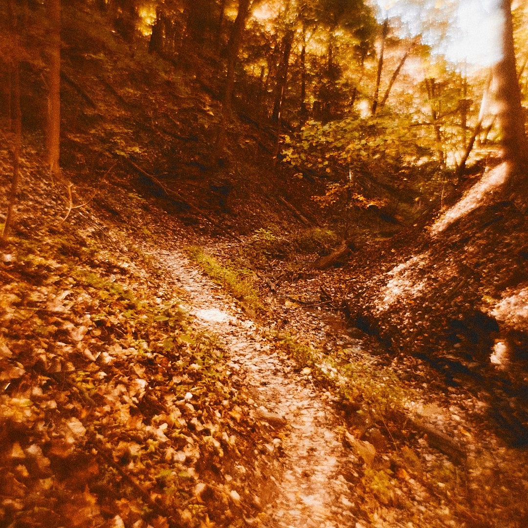 Schenley Park Walk, photograph 8