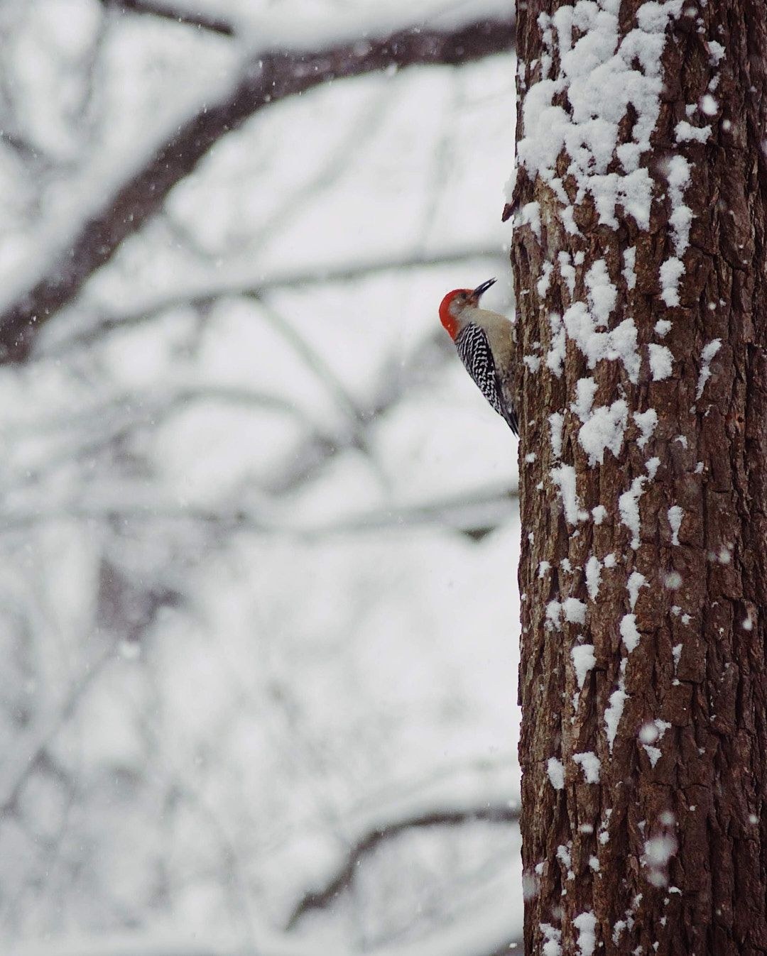 Wildlife, photograph 55