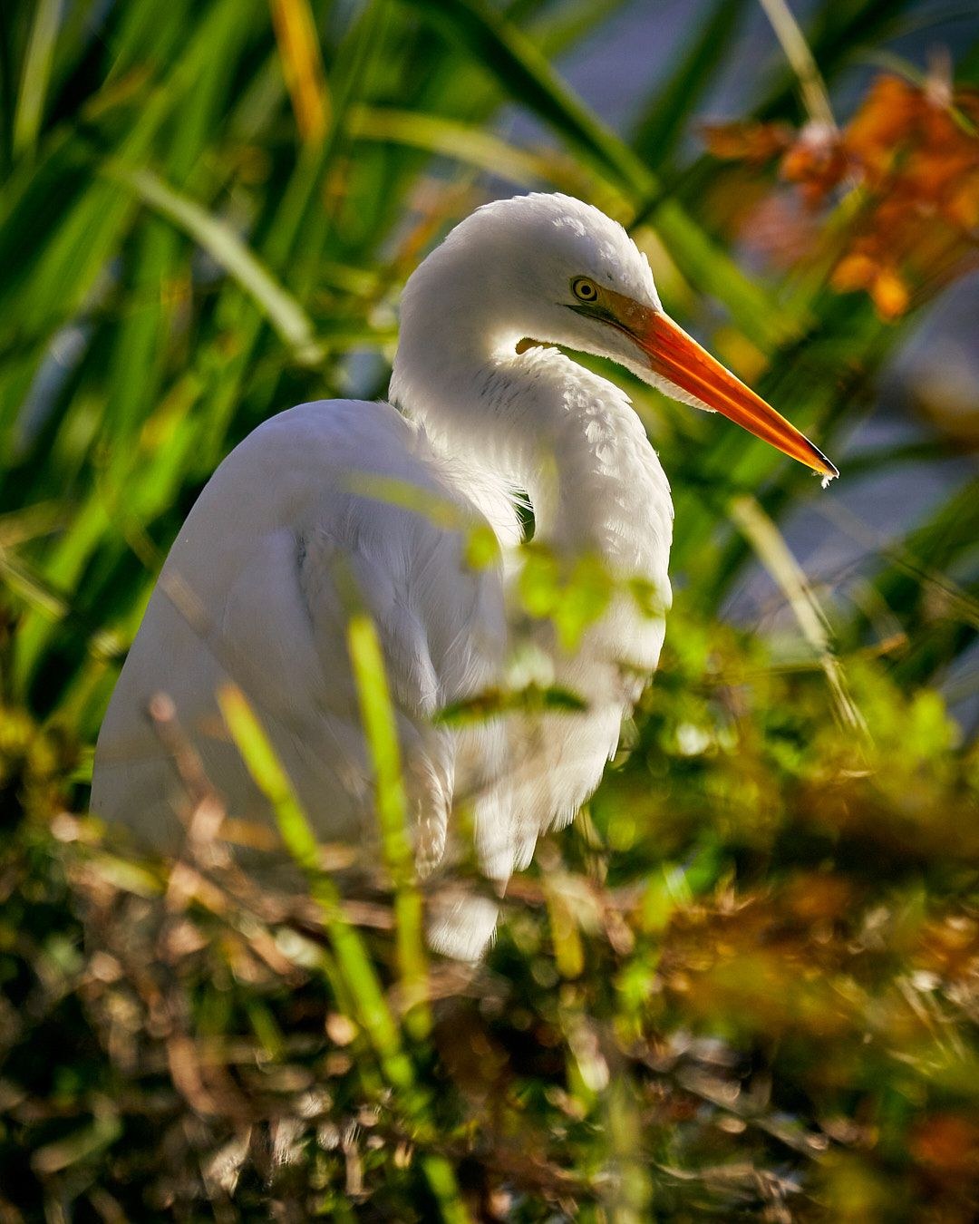Wildlife, photograph 191