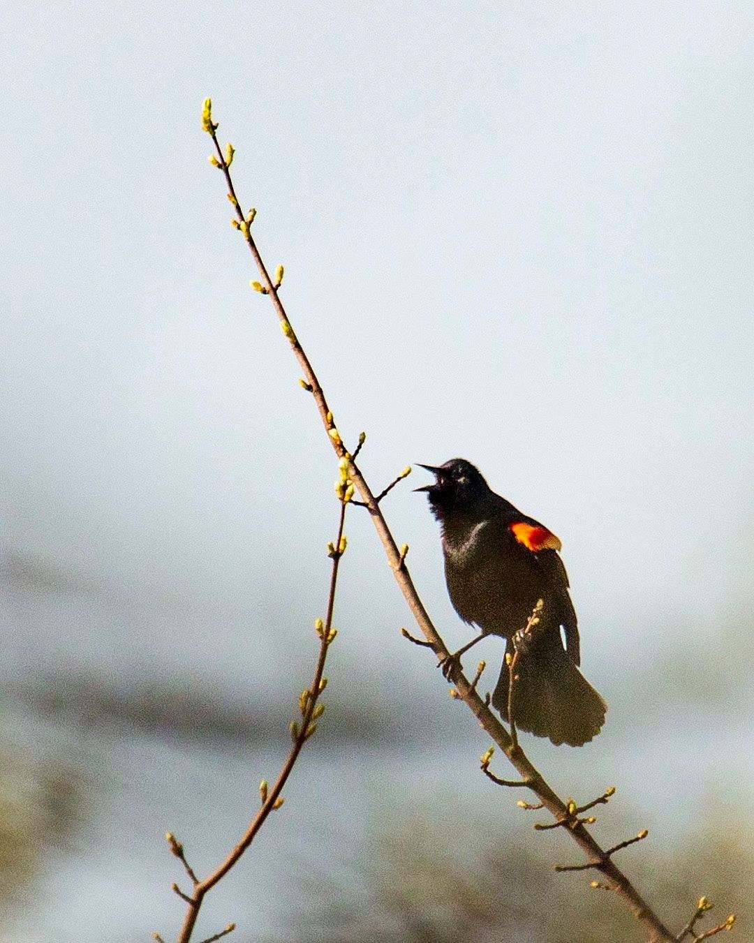Wildlife, photograph 137