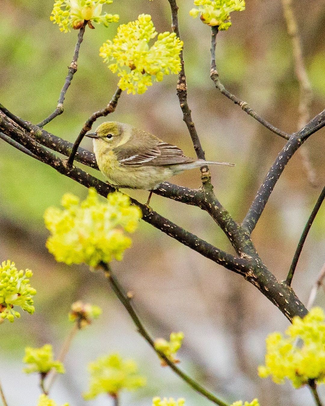 Wildlife, photograph 136