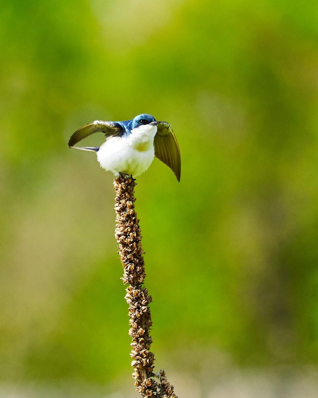 Wildlife, photograph 27