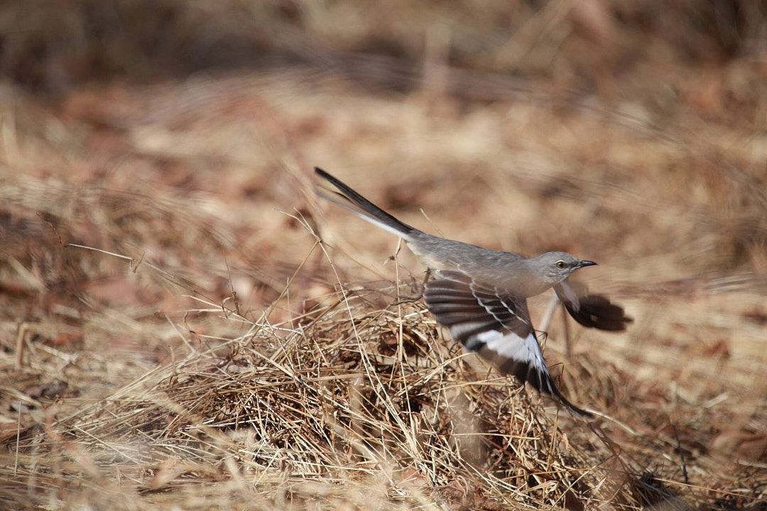 Wildlife, photograph 116