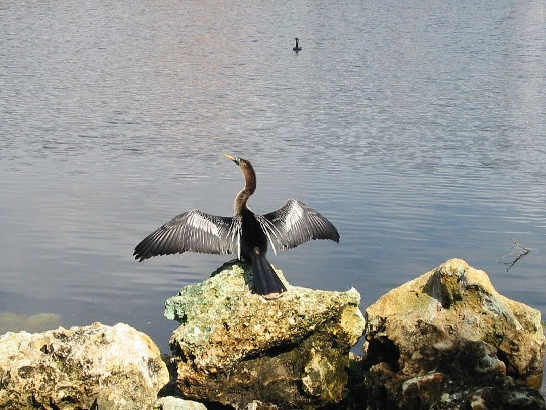 Wildlife, photograph 37