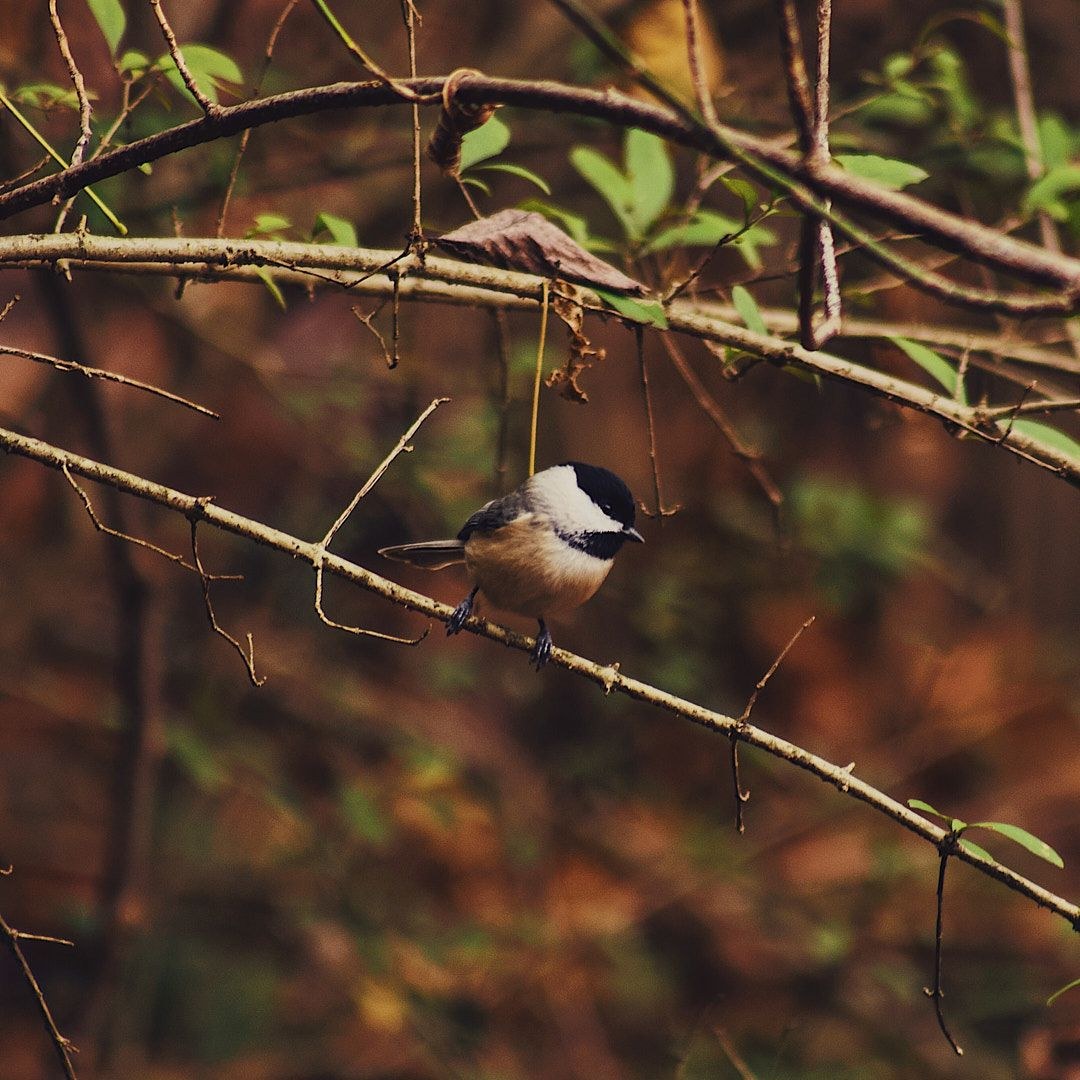 Wildlife, photograph 51